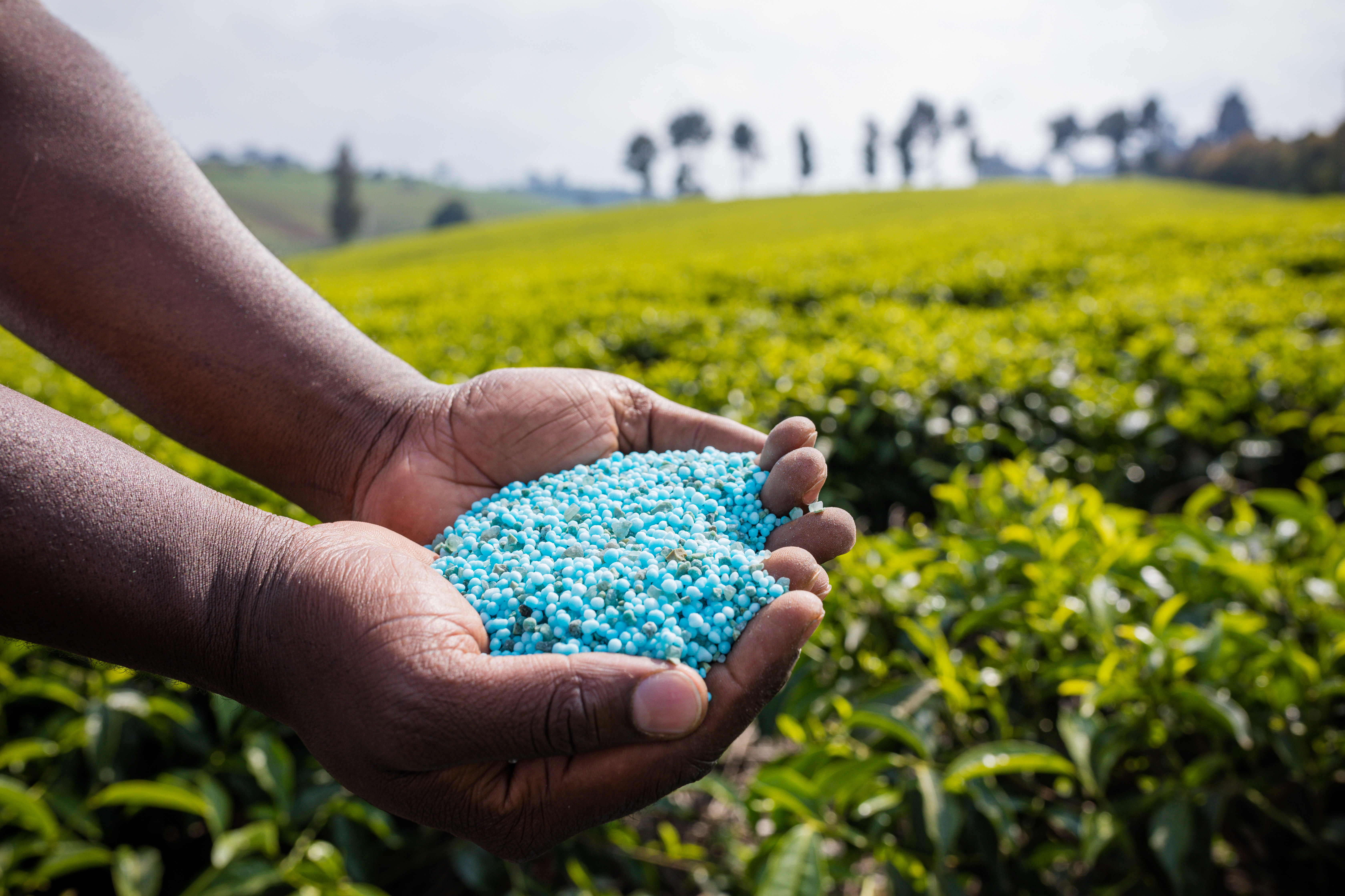 Fertilizers